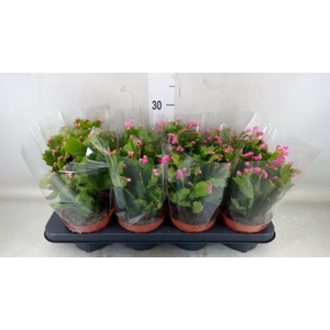 Schlumbergera   ...