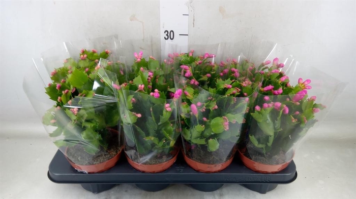 <h4>Schlumbergera ...</h4>
