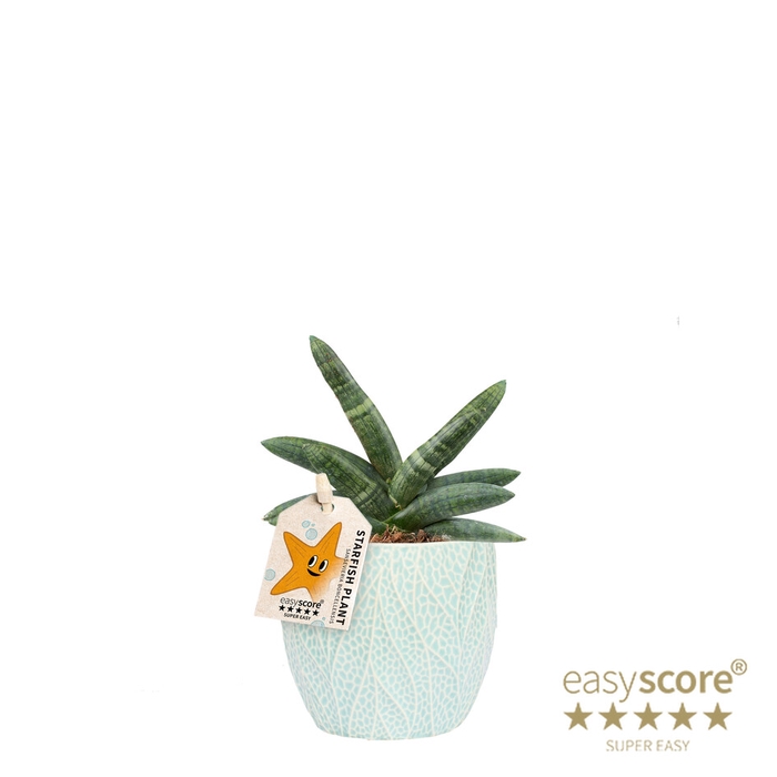 SANSEVIERIA BONCELLENSIS P10 LEAF
