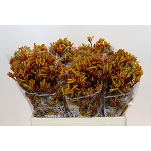 Kangaroo Paw Gold Fever
