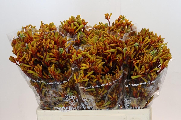 <h4>Anigozanthos Gold Fever</h4>