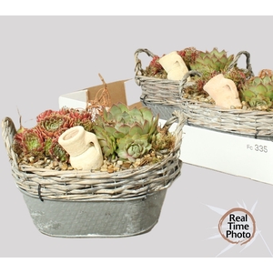 ARR SEMPERVIVUM