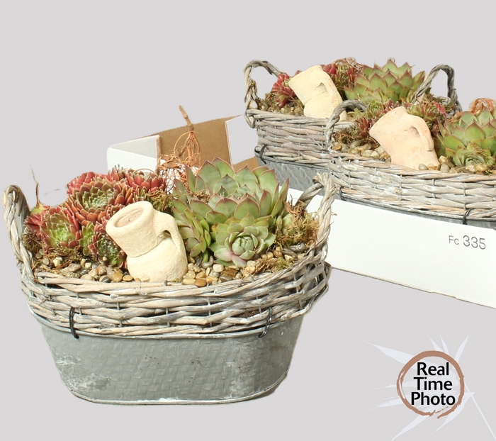 <h4>ARR SEMPERVIVUM</h4>