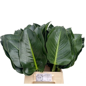 Philodendron Green Beauty