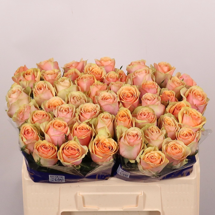 <h4>R GR DIVIDEND</h4>