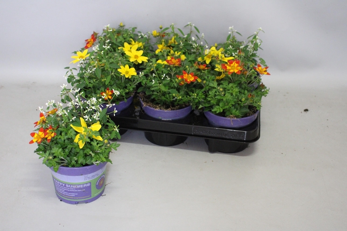 <h4>Happy Colours Euphorbee</h4>