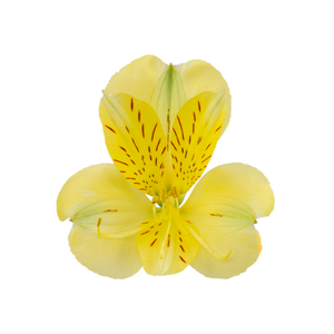 ALSTROEMERIA MELLOW YELLOW 080 CM
