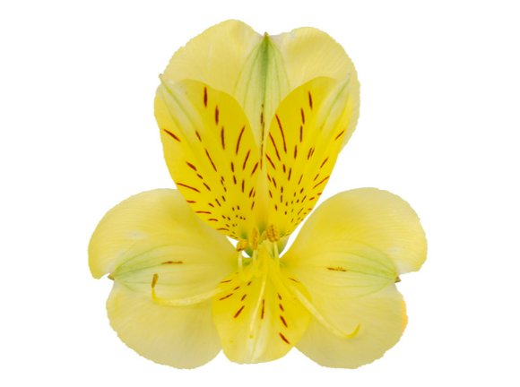 <h4>ALSTROEMERIA MELLOW YELLOW 080 CM</h4>