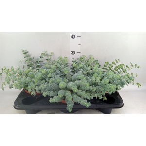 Sedum sieboldii 'Mediovariegatum'