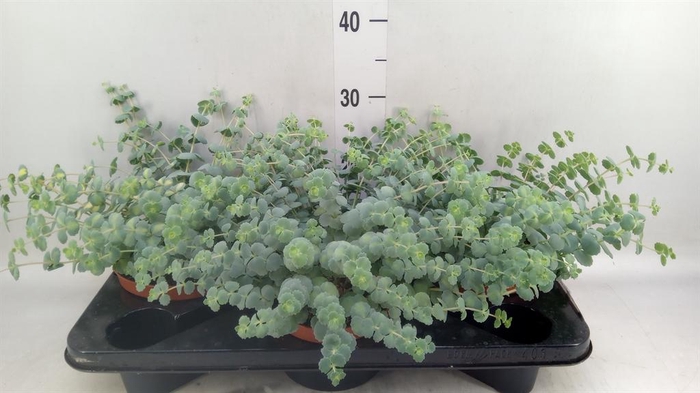 <h4>Sedum sieboldii 'Mediovariegatum'</h4>