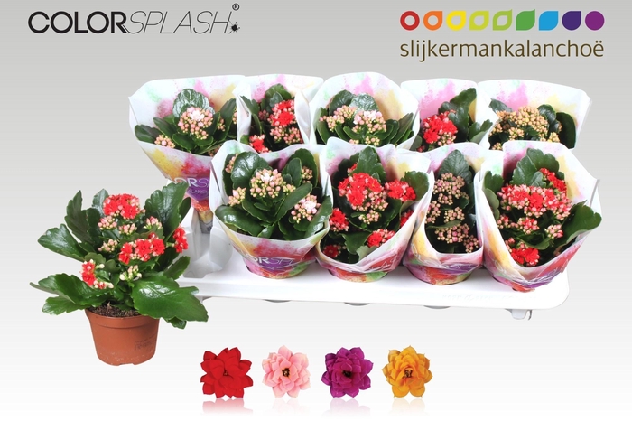 <h4>KAL GE GEM 4 KL</h4>