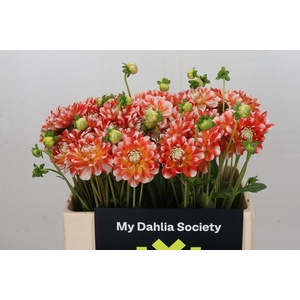 Dahlia Hapet Harmony