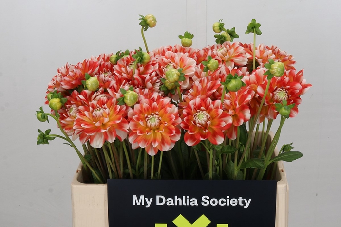 <h4>Dahlia Hapet Harmony</h4>