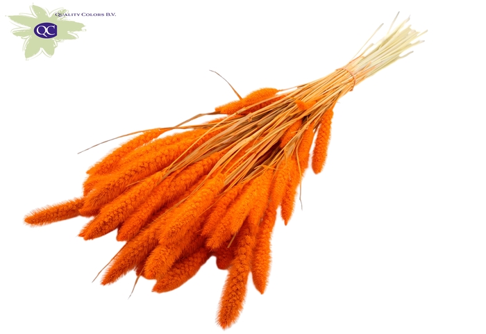 Setaria per bunch intense orange