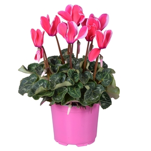 Cyclamen Super Serie Allure in Ton sur Ton kweekpot Fuji pink