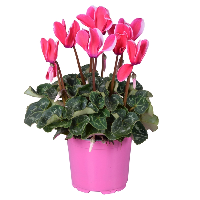 <h4>Cyclamen Super Serie Allure in Ton sur Ton kweekpot Fuji pink</h4>