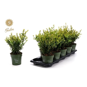 Ilex crenata Jenny