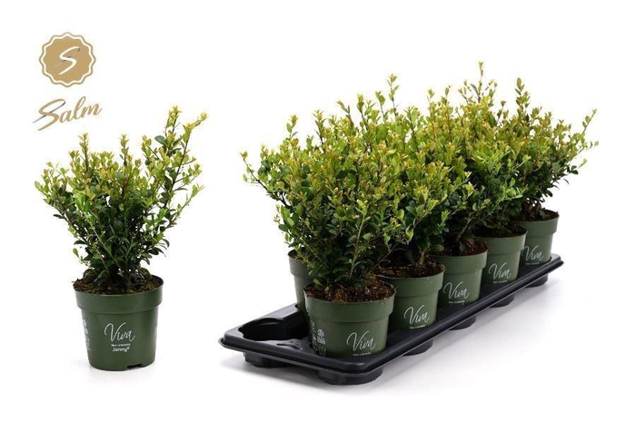 <h4>Ilex crenata Jenny</h4>