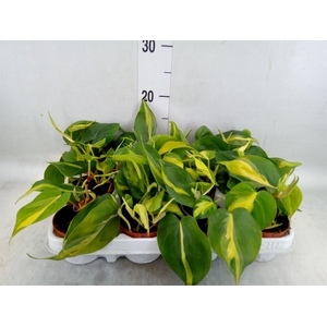 Philodendron scand. 'Brasil'