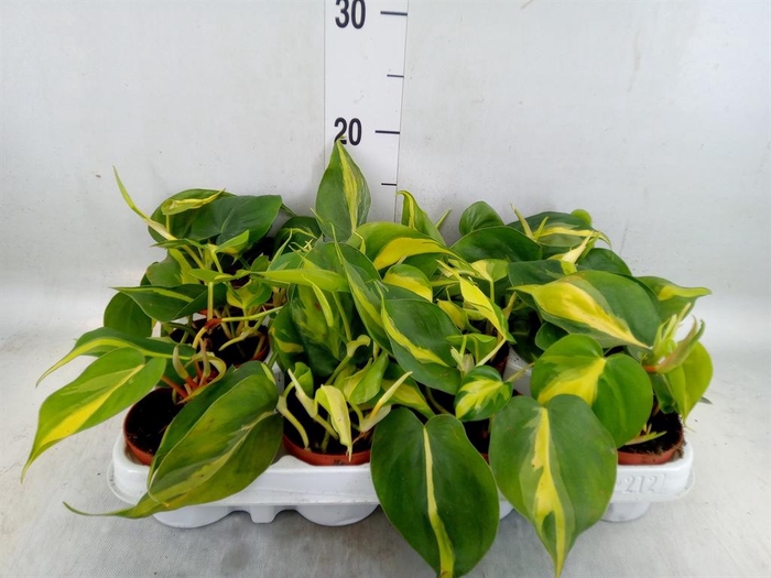 <h4>Philodendron scand. 'Brasil'</h4>