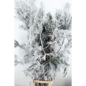 Pinus alaska per stem 180 snow