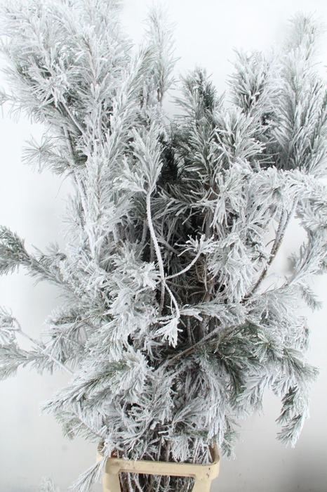 <h4>Pinus alaska per stem 180 snow</h4>