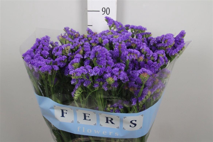 <h4>Lim S Cryst Dark Blue</h4>