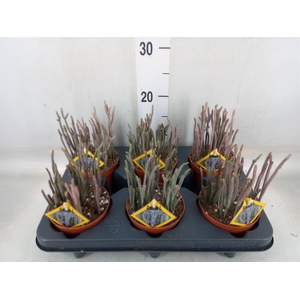 Crassula   ...
