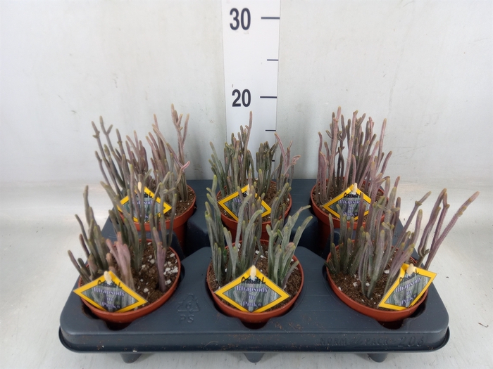 <h4>Crassula   ...</h4>