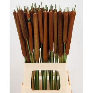TYPHA LATIFOLIA