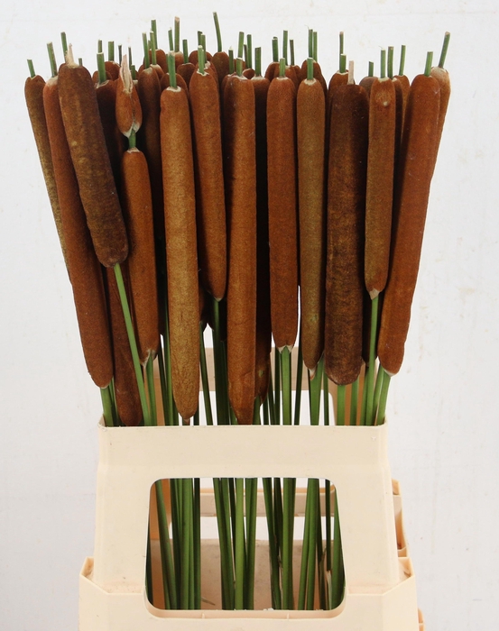 <h4>TYPHA LATIFOLIA</h4>