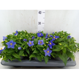 Exacum trinervium 'Sapphire'