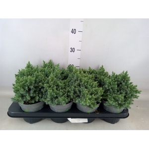 Juniperus squamata 'Blue Star'