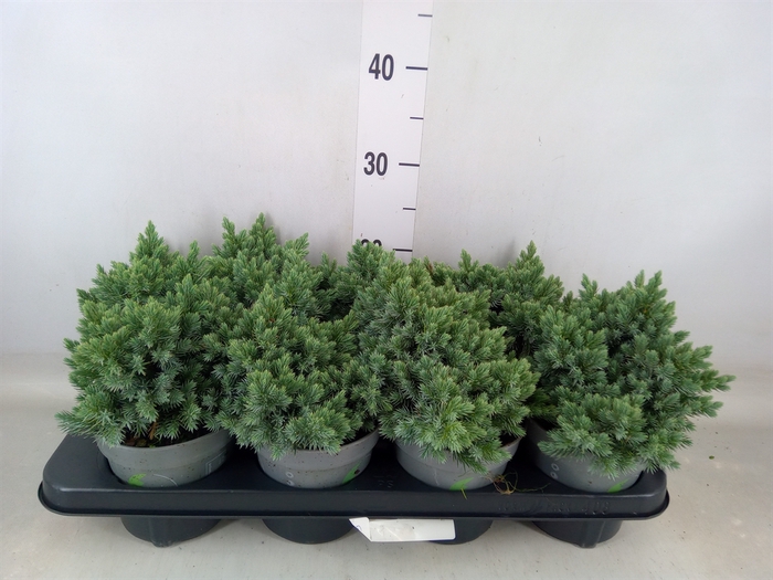 <h4>Juniperus squamata 'Blue Star'</h4>