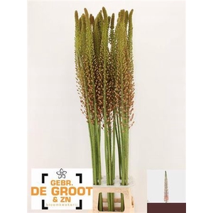 Eremurus Macarena