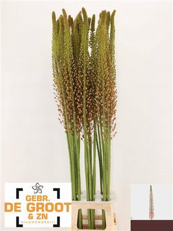 <h4>Eremurus Macarena</h4>