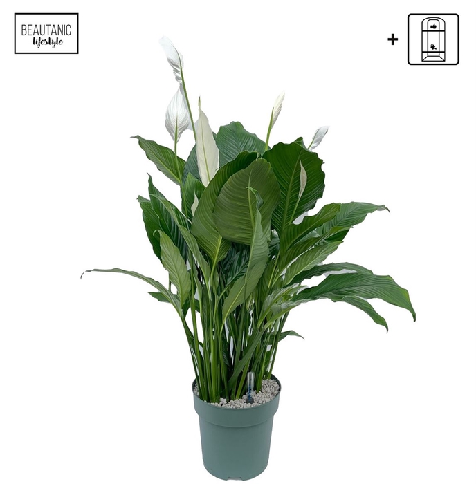 <h4>Spathiphyllum Sweet Sebastiano</h4>