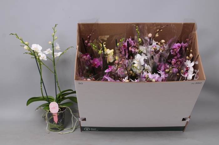 <h4>PHAL MF GEM 8 KL</h4>