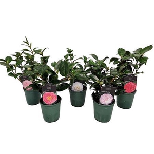 Camellia Japonica