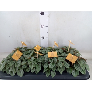 Peperomia  'Napoli Nights'