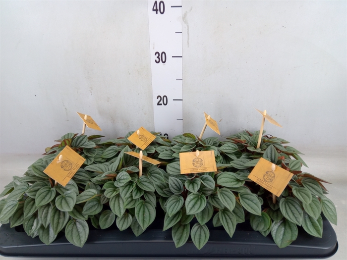 <h4>Peperomia  'Napoli Nights'</h4>