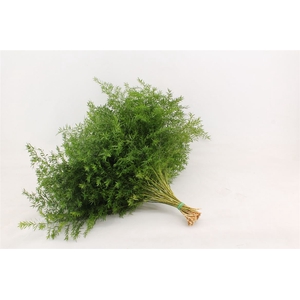 Asparagus Densiflor Cwebe 50