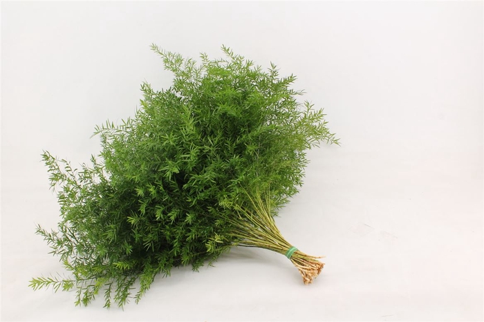 <h4>Asparagus Densiflor Cwebe 50</h4>