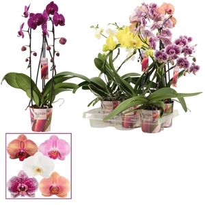 Phalaenopsis vormen mix 2 tak (Scenza)