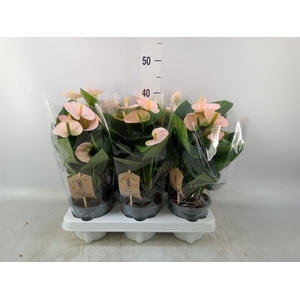 Anthurium andr. 'Spirit'
