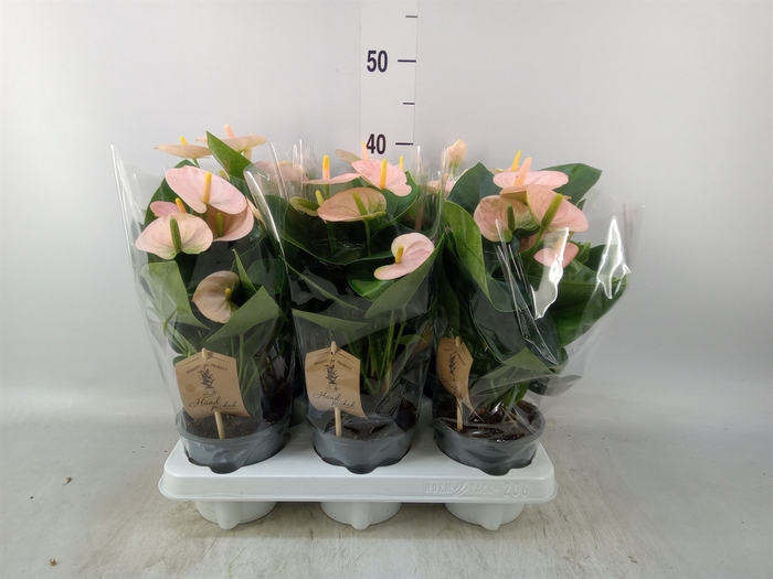 <h4>Anthurium andr. 'Spirit'</h4>