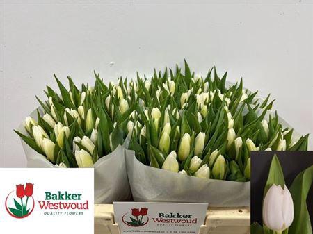 <h4>Tu En White Prince</h4>