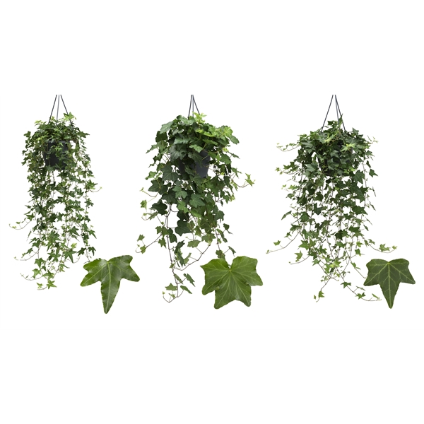 Groen 19cm