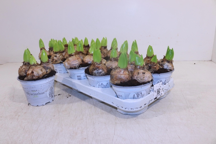 <h4>HYACIN WHITE PEARL</h4>