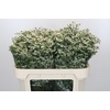 Limonium China White